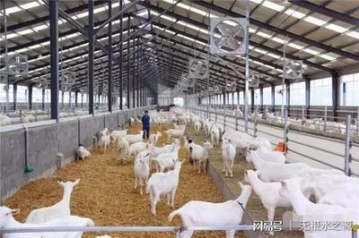 湖南打造"南牛北羊"奶业发展格局,三合牧业基地开工