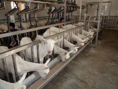 和氏东风奶山羊生态养殖场即将竣工投产 奶源建设再提速