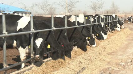 一季度昌吉市畜牧业生产实现产值2亿元
